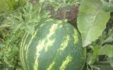 IMG-fd37ffd78563785401257810cbb535b5-V